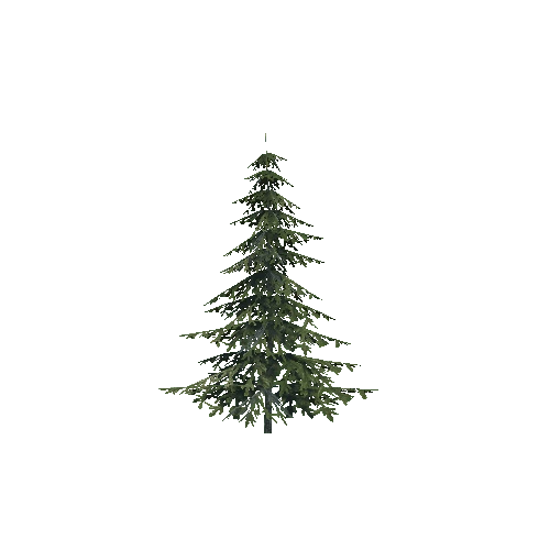 spruce 1